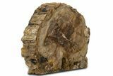 Colorful Polished Triassic Petrified Wood Stand-Up - Utah #344110-1